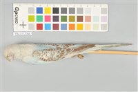 藏品(虎皮鸚鵡)的圖片